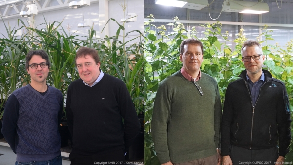 Left: Klaas Vandepoele and Dirk Inzé from VIB Center for Plant Systems Biology (© VIB 2017 / Karel Spruyt); Right: Ove Nilsson from UPSC and Carl-Gustav Löf from SweTree Technologies (© VIB 2017 UPSC / Anne Honsel) Left: Klaas Vandepoele and Dirk Inzé from VIB Center for Plant Systems Biology (© VIB 2017 / Karel Spruyt); Right: Ove Nilsson from UPSC and Carl-Gustav Löf from SweTree Technologies (© VIB 2017 UPSC / Anne Honsel)