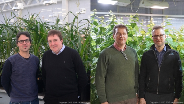 Left: Klaas Vandepoele and Dirk Inzé from VIB Center for Plant Systems Biology (© VIB 2017 / Karel Spruyt); Right: Ove Nilsson from UPSC and Carl-Gustav Löf from SweTree Technologies (© VIB 2017 UPSC / Anne Honsel)